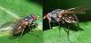 Emmesomyia sp.